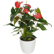 anthurium rouge c17 - cache pot blanc